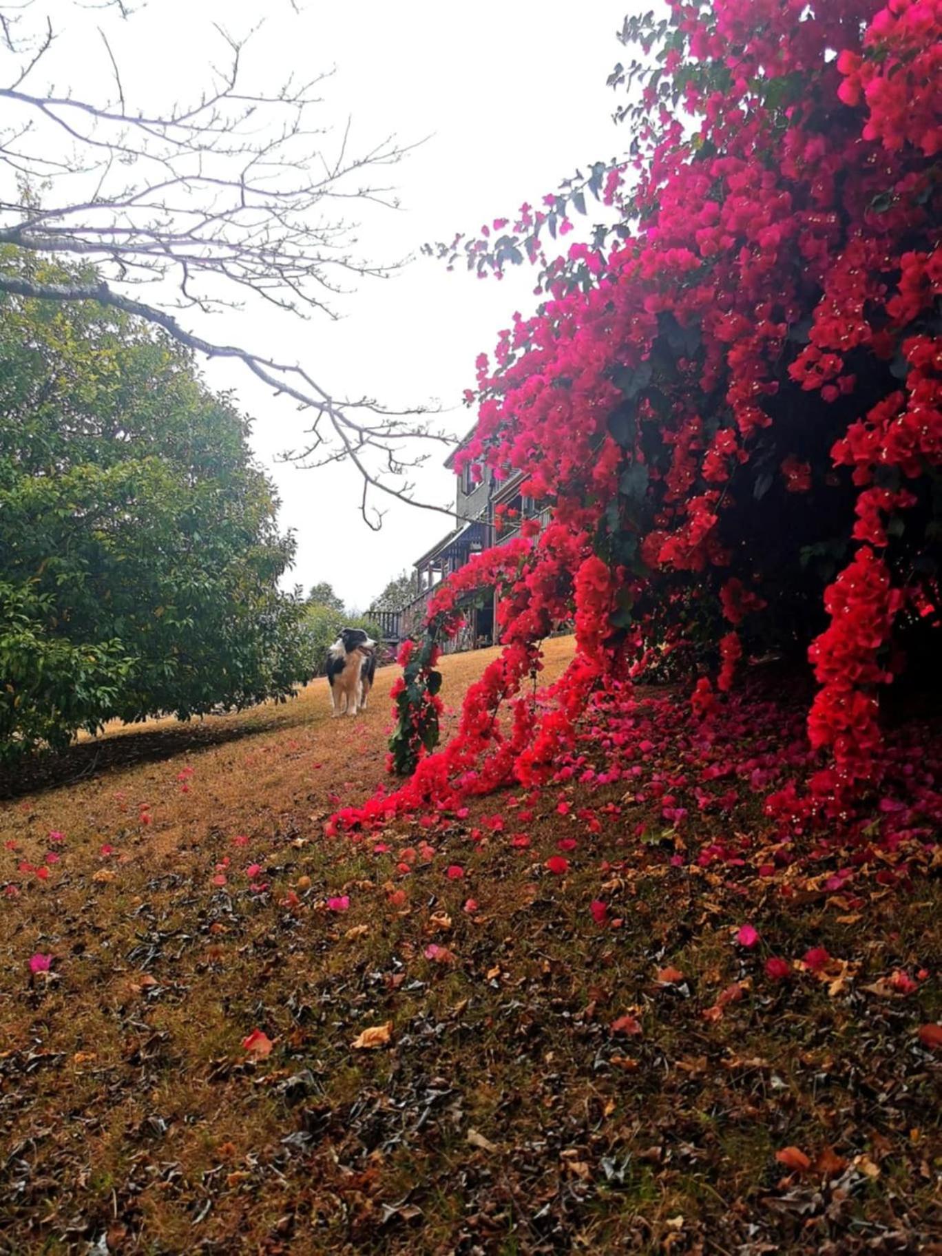 Wyndover Mountain Retreat Beechmont ภายนอก รูปภาพ